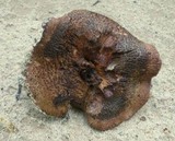 Sarcodon scabrosus image