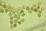 Sarcodon scabrosus image