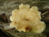 Polyporus craterellus image