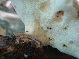 Polyporus craterellus image