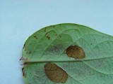 Melampsora hypericorum image