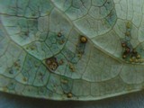 Melampsora hypericorum image