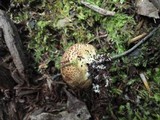 Scleroderma areolatum image