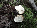 Scleroderma areolatum image