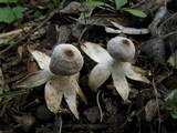 Geastrum minimum image