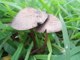 Panaeolus cinctulus image