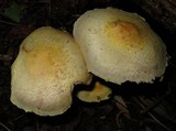 Agaricus auricolor image