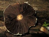 Agaricus auricolor image