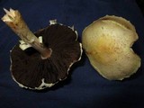 Agaricus auricolor image