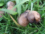 Panaeolus cinctulus image