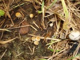 Panaeolus cyanescens image