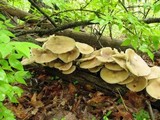 Megacollybia rodmani image