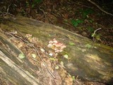 Mycena renati image