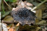 Boletellus ananas image
