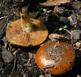 Pholiota highlandensis image