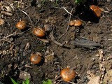Pholiota highlandensis image