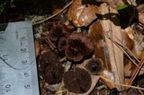 Coltricia cinnamomea image