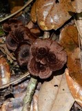 Coltricia cinnamomea image