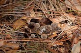 Coltricia cinnamomea image