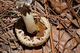 Boletellus ananas image