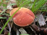 Xanthoconium purpureum image