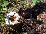 Ganoderma lobatum image