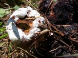Ganoderma lobatum image