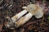Lactarius subplinthogalus image