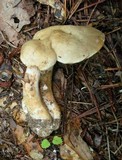 Lactarius subplinthogalus image