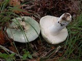 Russula parvovirescens image