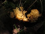 Tremellodendron pallidum image