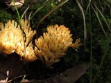 Tremellodendron pallidum image
