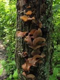 Auricularia angiospermarum image