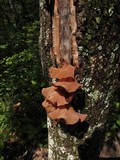 Auricularia angiospermarum image
