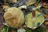 Caloboletus inedulis image