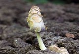 Coprinopsis variegata image
