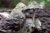 Coprinopsis variegata image