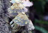 Coprinopsis variegata image