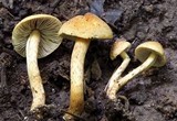 Inocybe unicolor image