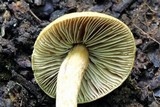 Inocybe unicolor image