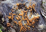 Sphaerosporium lignatile image