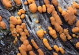 Sphaerosporium lignatile image