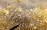 Sphaerosporium lignatile image