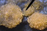 Sphaerosporium lignatile image