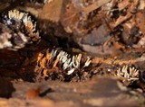 Arcyria cinerea image