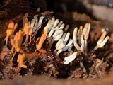 Arcyria cinerea image
