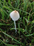 Conocybe apala image