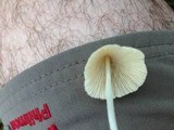 Conocybe apala image