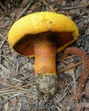 Buchwaldoboletus hemichrysus image