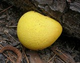 Buchwaldoboletus hemichrysus image